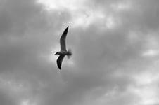 Seagull in flight